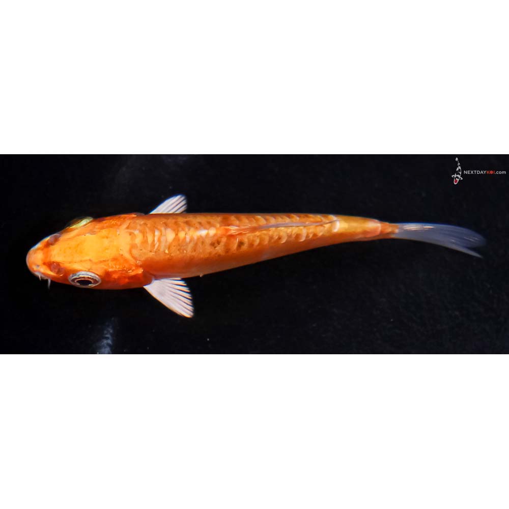 3” Imported Doitsu Orenji Ogon