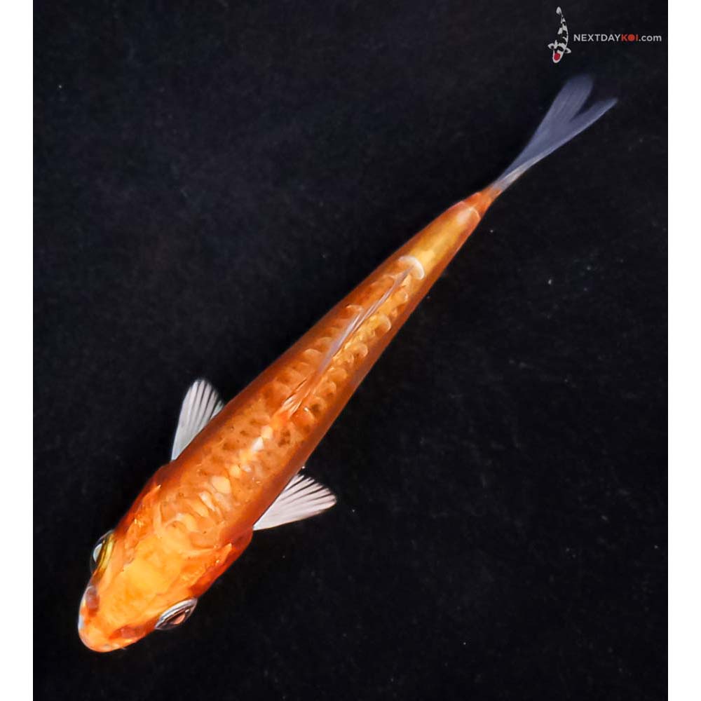 3” Imported Doitsu Orenji Ogon