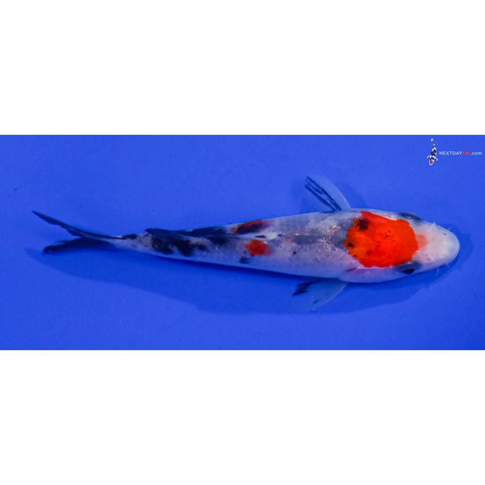 3.5” Imported Sanke