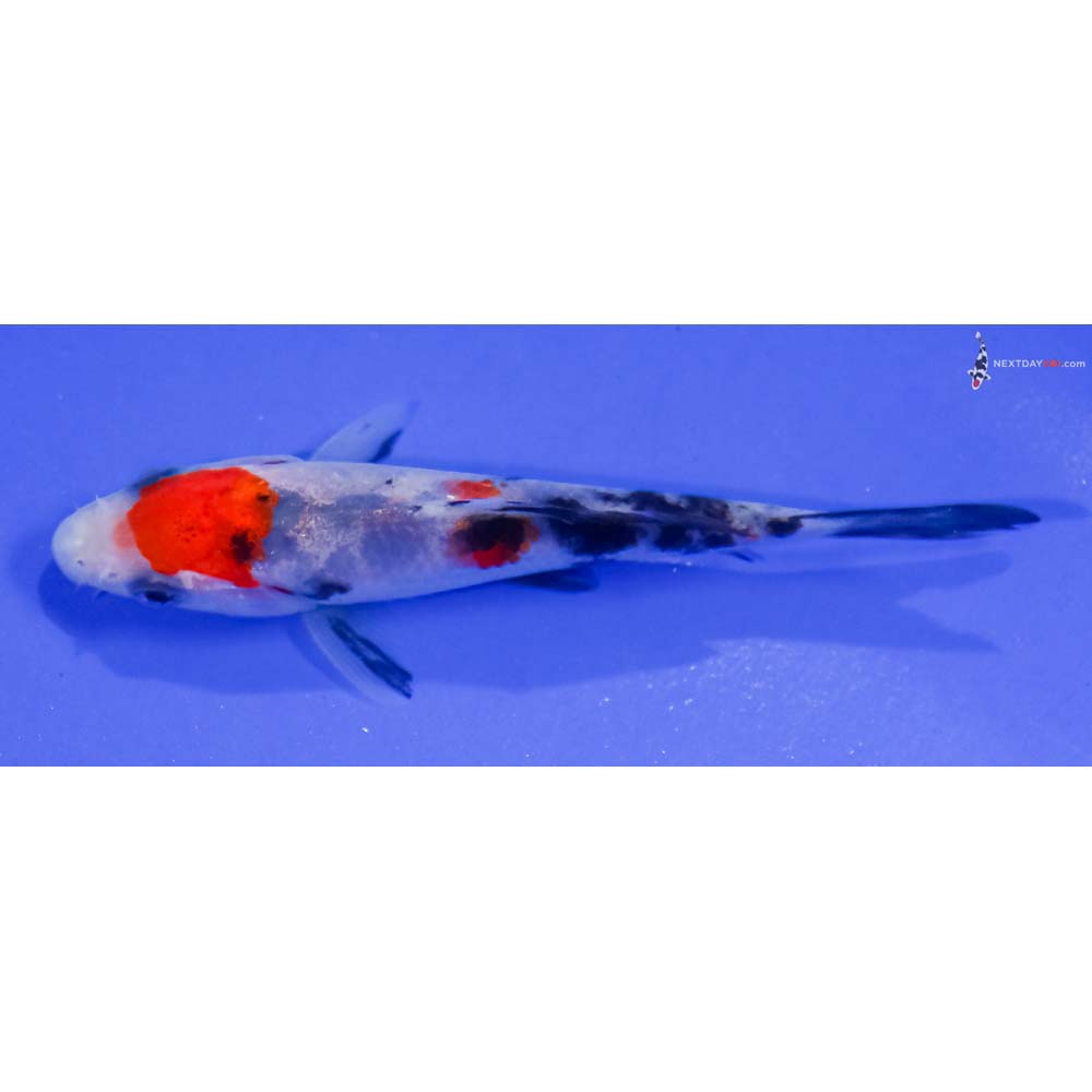 3.5” Imported Sanke