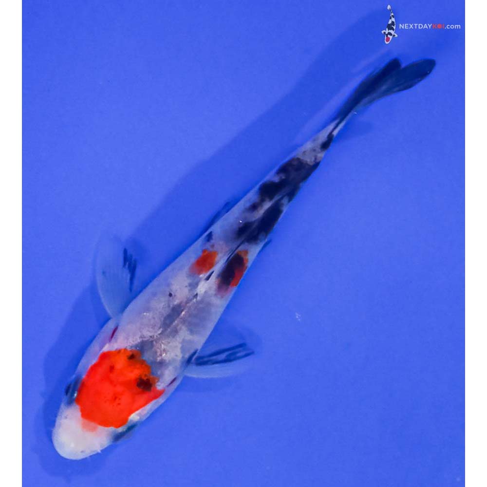 3.5” Imported Sanke