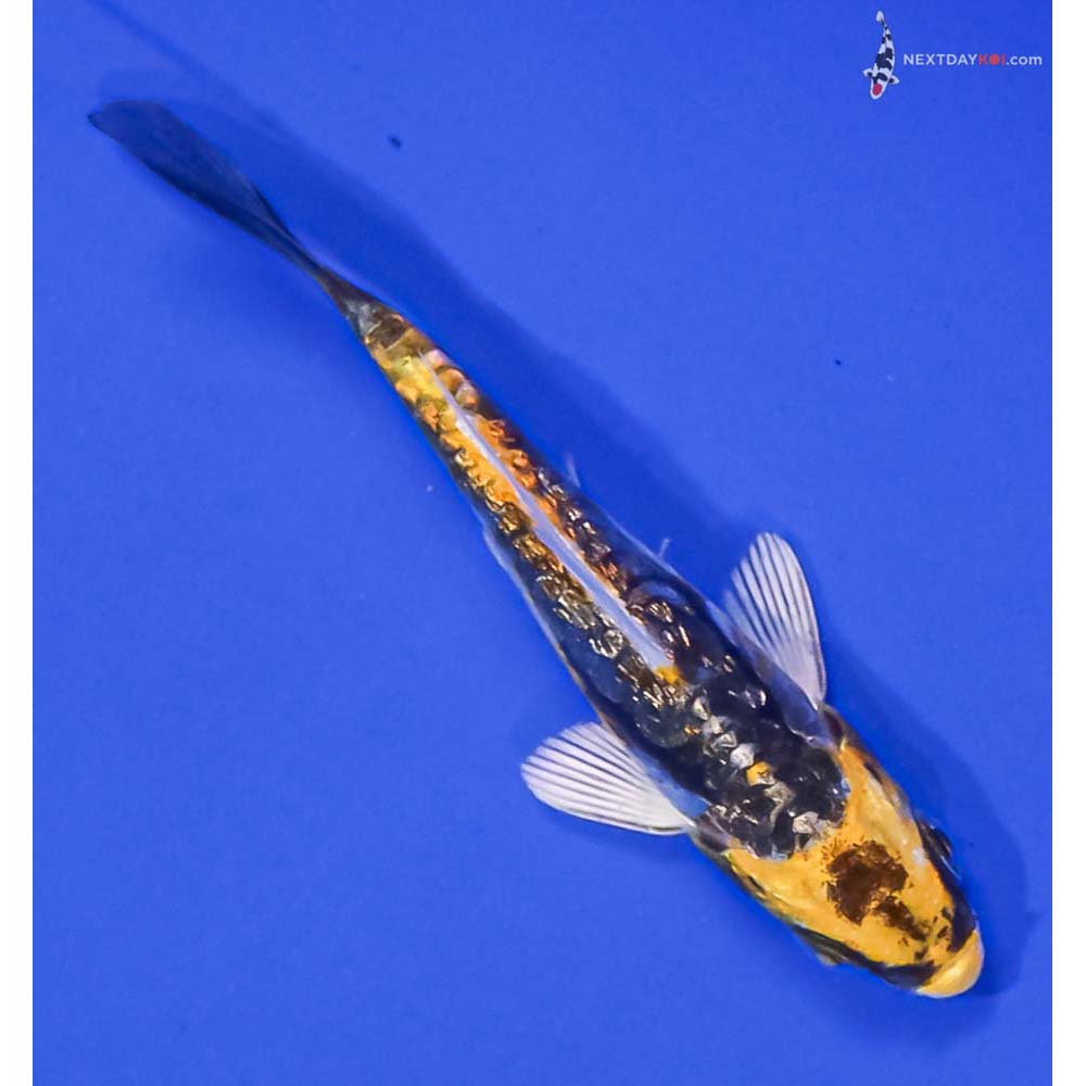 3.5” Imported Gin Rin Kin Kikokuryu