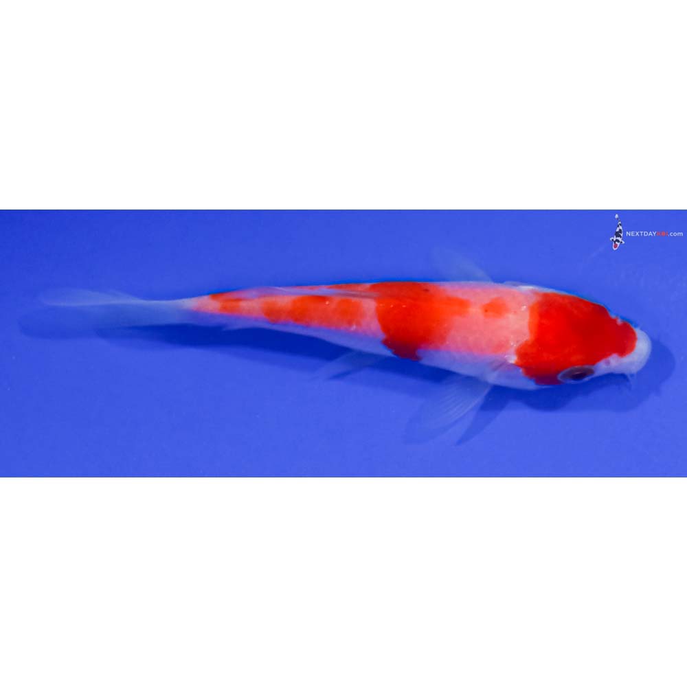 3.5” Imported Kohaku