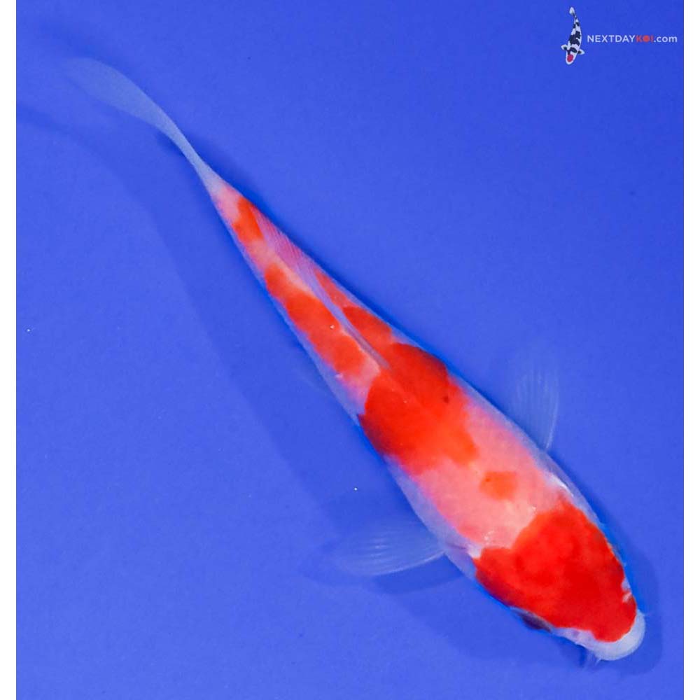 3.5” Imported Kohaku