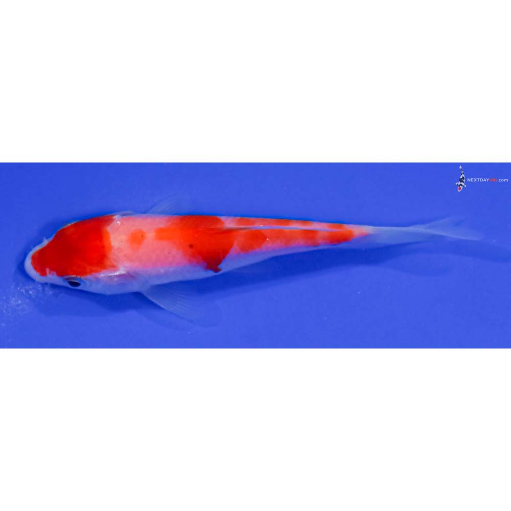 3.5” Imported Kohaku