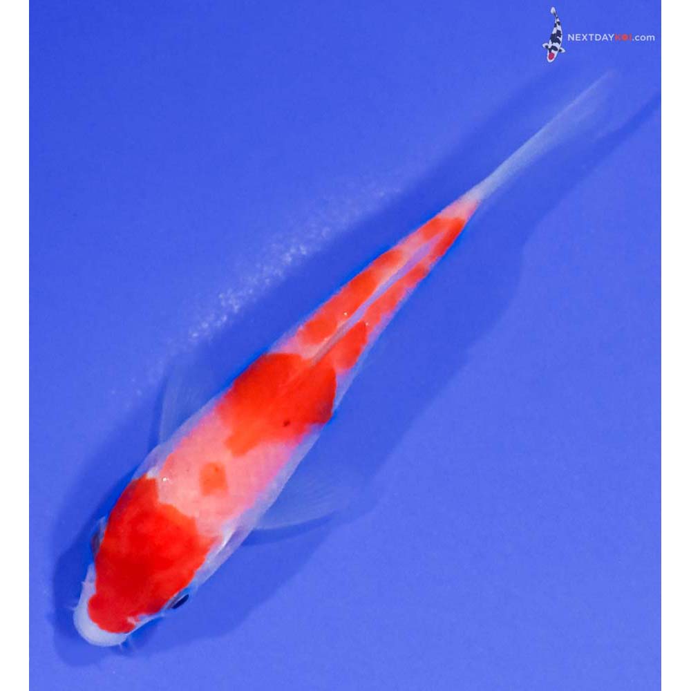 3.5” Imported Kohaku