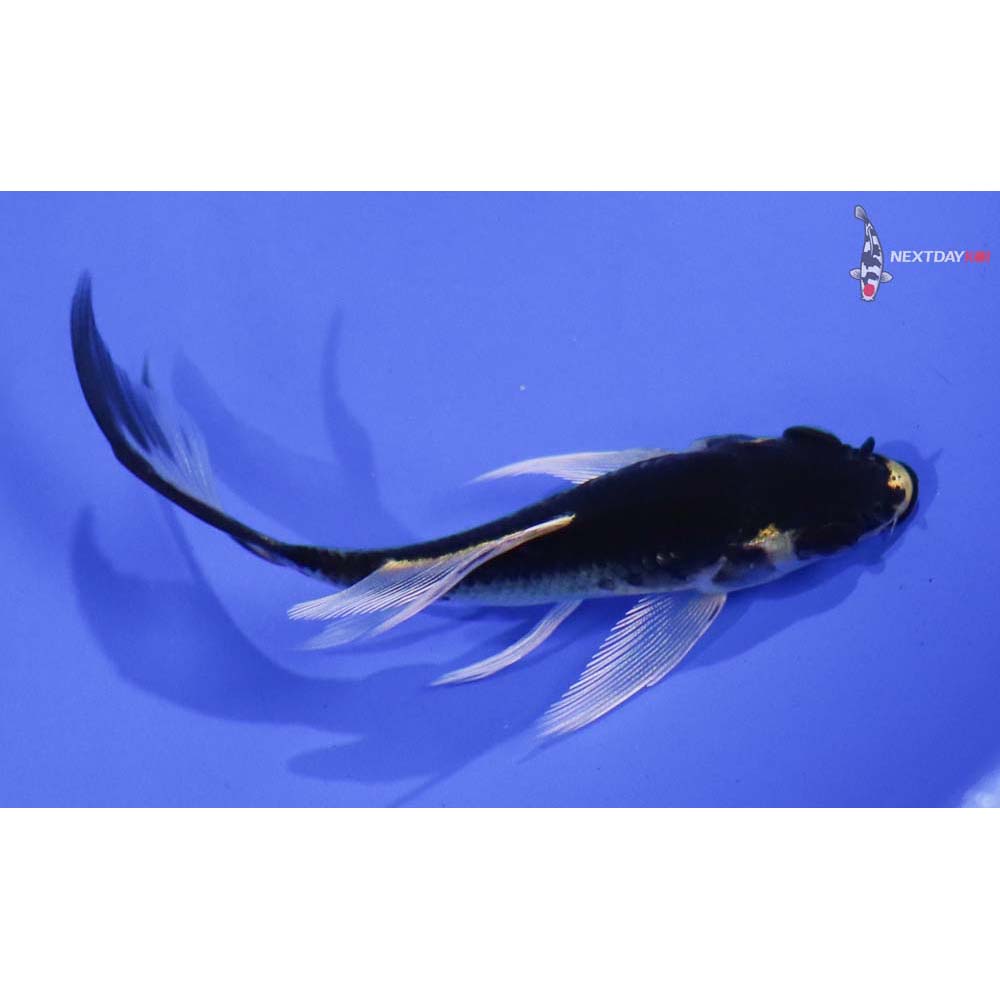 3.5” Imported Kujaku Butterfly Koi