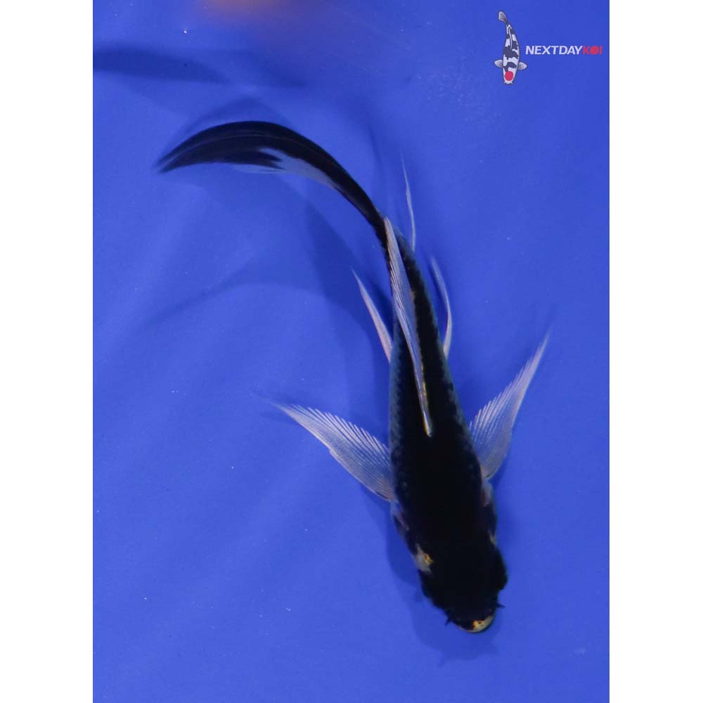 3.5” Imported Kujaku Butterfly Koi