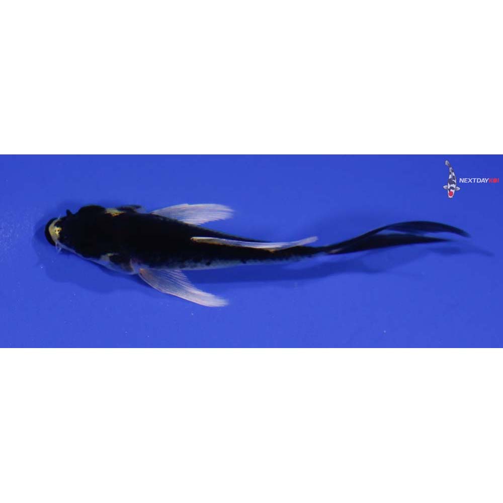 3.5” Imported Kujaku Butterfly Koi