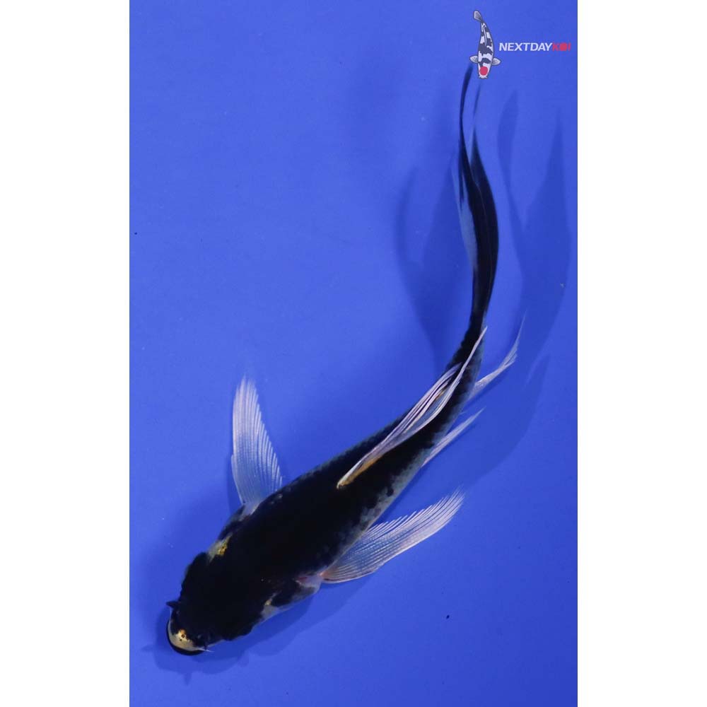 3.5” Imported Kujaku Butterfly Koi
