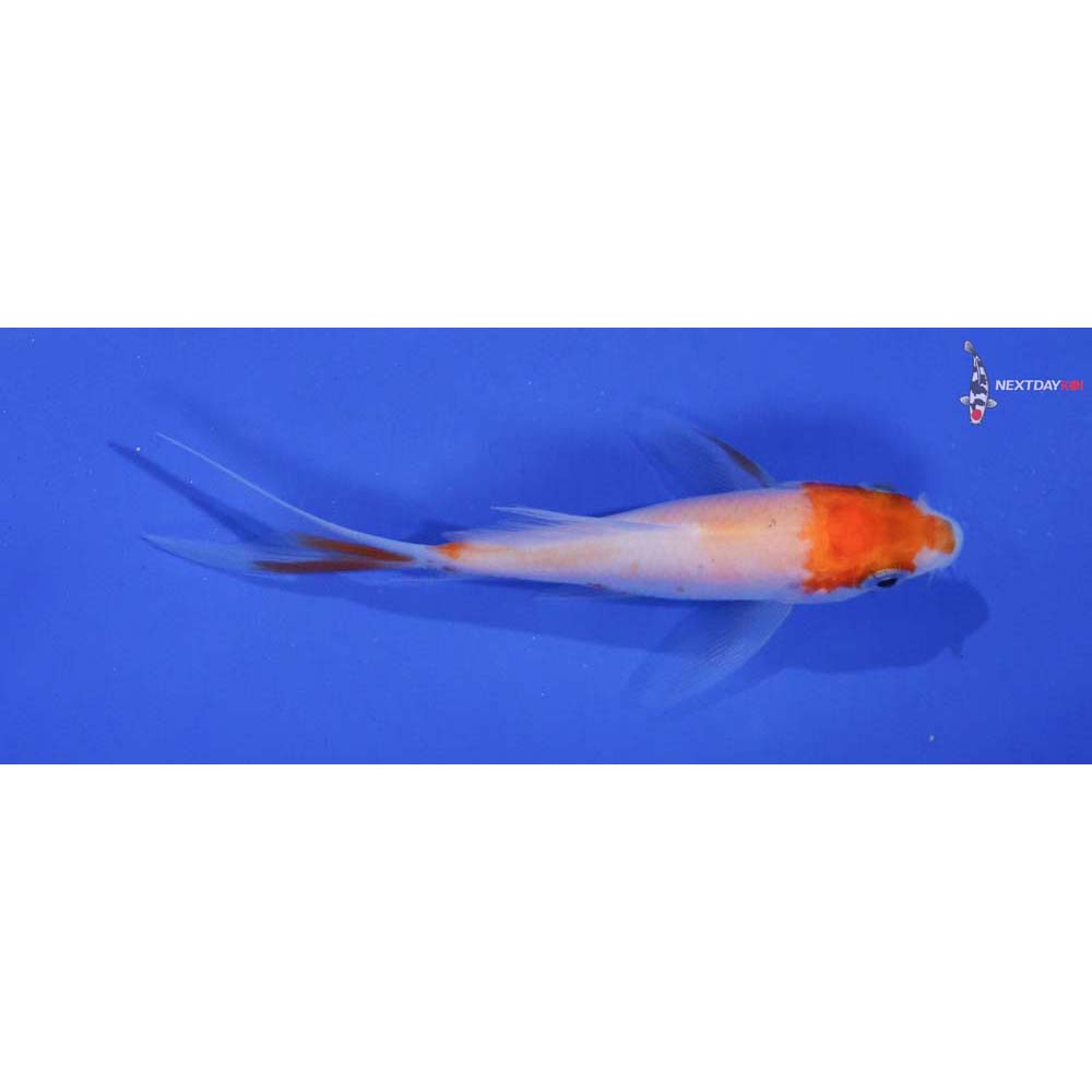 3” Imported Kohaku Butterfly Koi