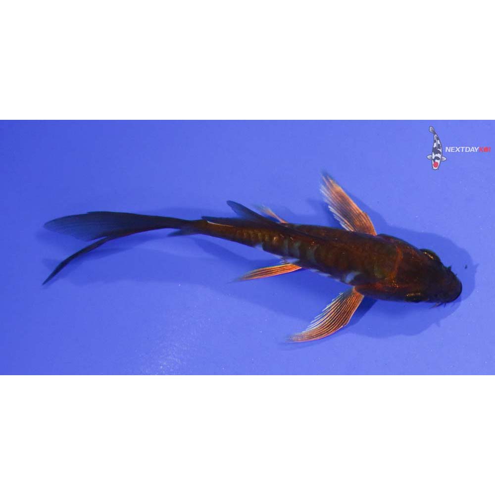 3.5” Imported Doitsu Chagoi Butterfly Koi