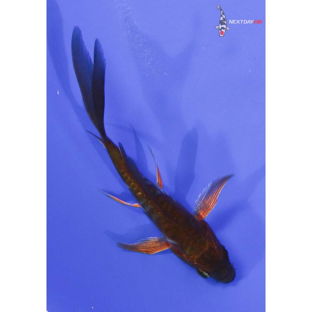 3.5” Imported Doitsu Chagoi Butterfly Koi