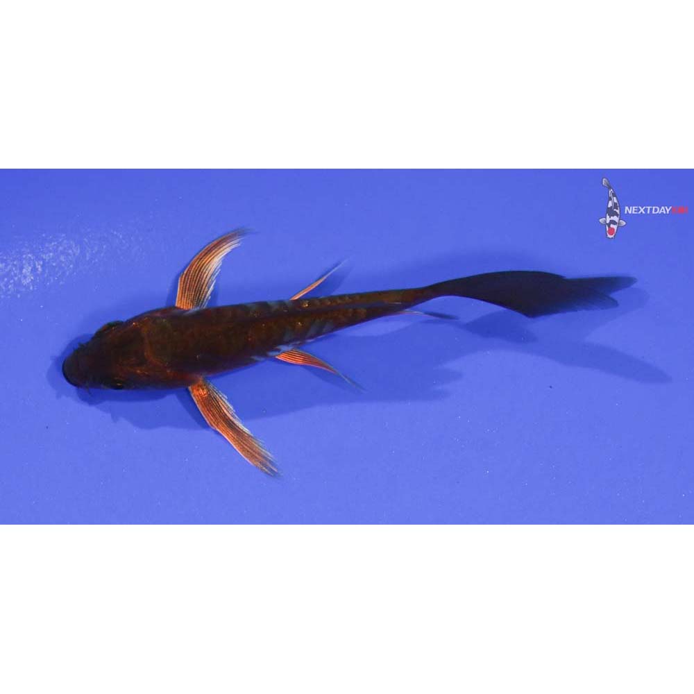 3.5” Imported Doitsu Chagoi Butterfly Koi