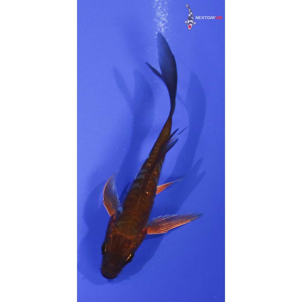 3.5” Imported Doitsu Chagoi Butterfly Koi