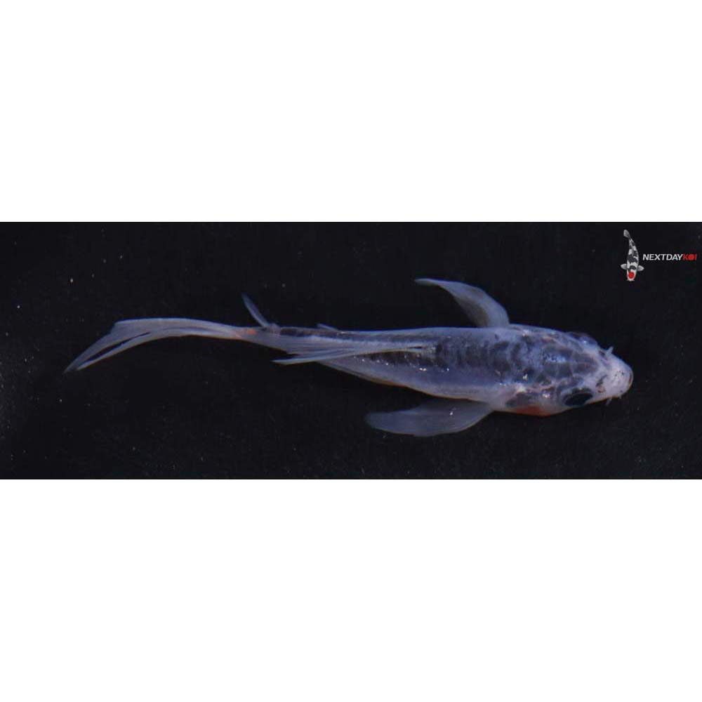 3.5” Imported Shusui Butterfly Koi