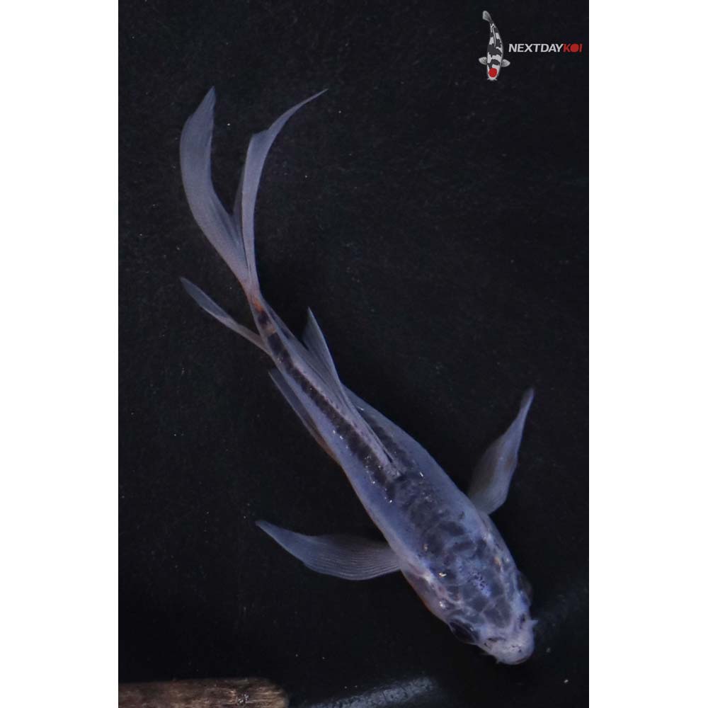 3.5” Imported Shusui Butterfly Koi