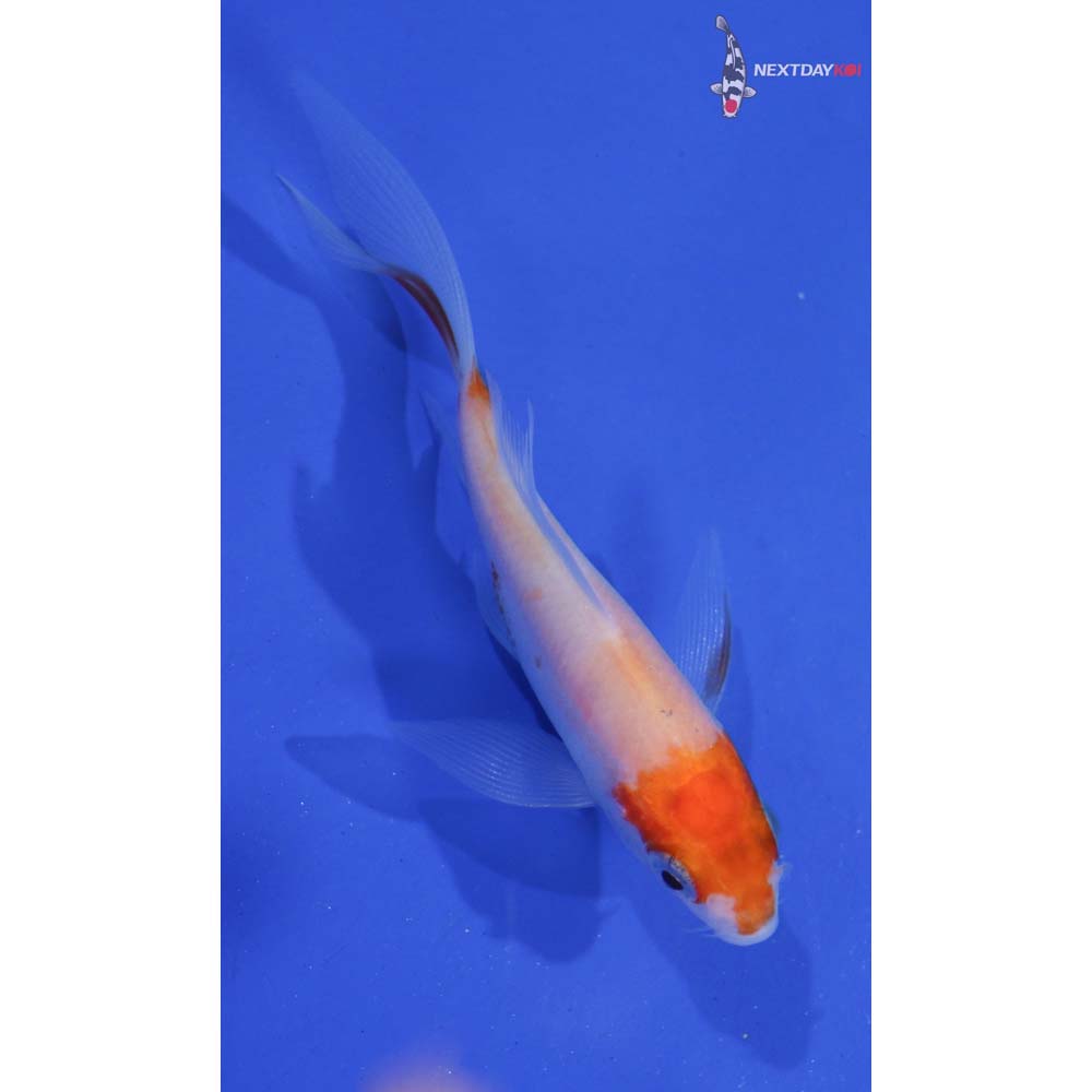 3” Imported Kohaku Butterfly Koi