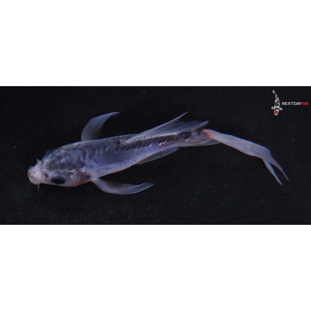 3.5” Imported Shusui Butterfly Koi