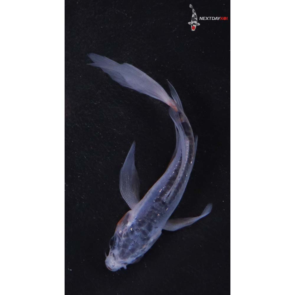 3.5” Imported Shusui Butterfly Koi
