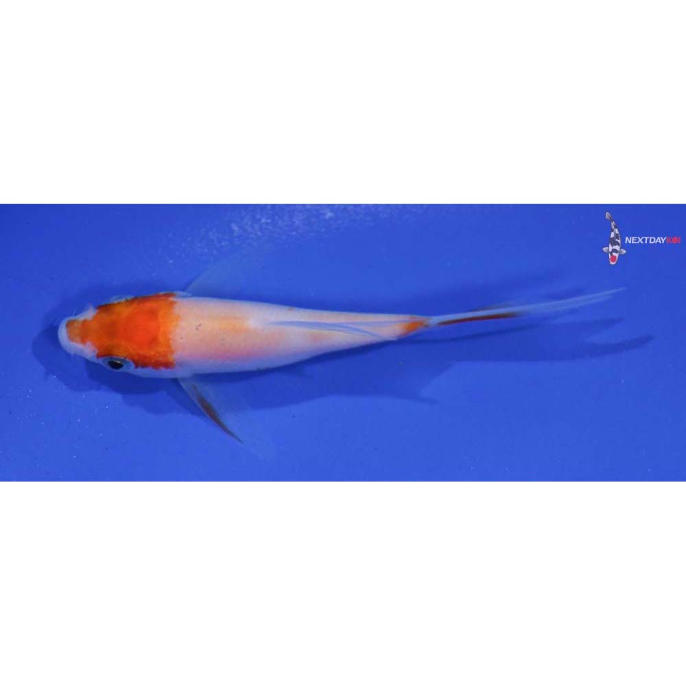 3” Imported Kohaku Butterfly Koi