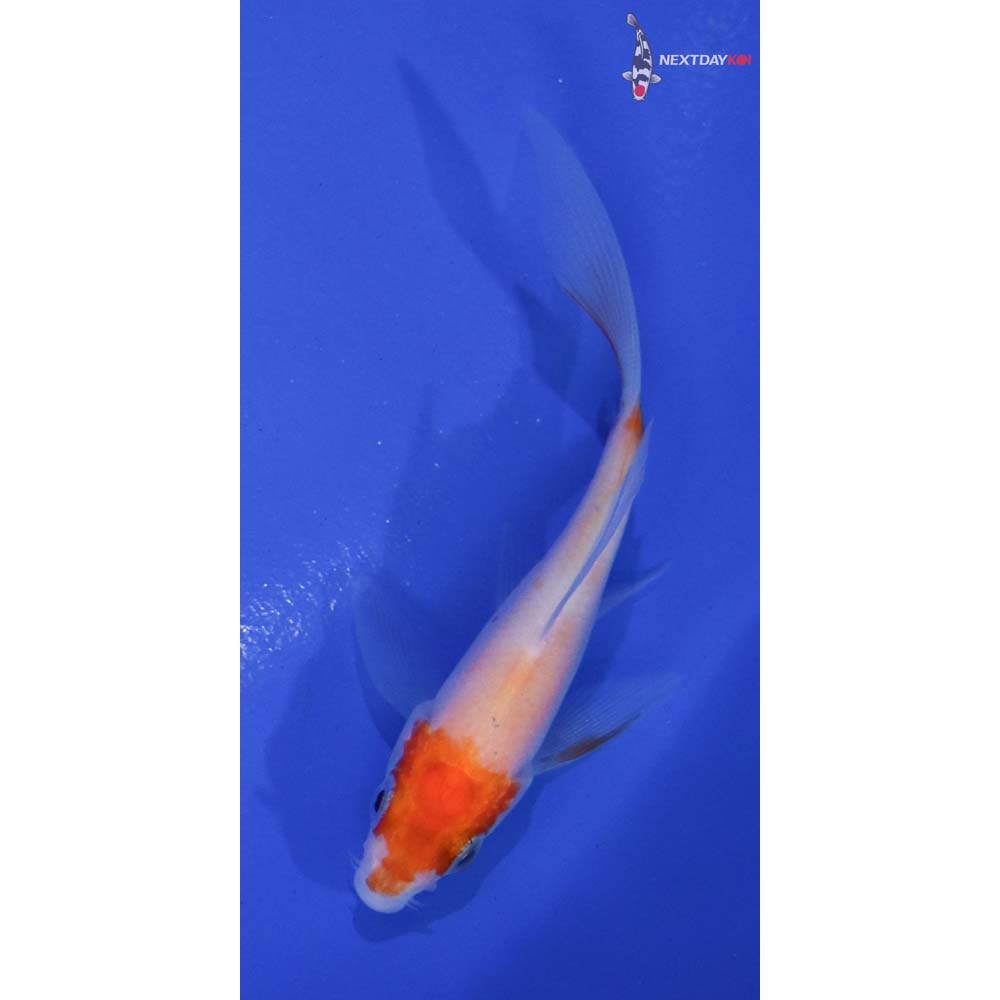 3” Imported Kohaku Butterfly Koi
