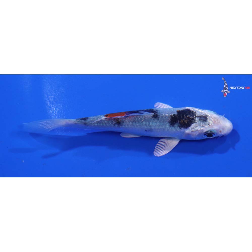 3” Imported Yamato Nishiki