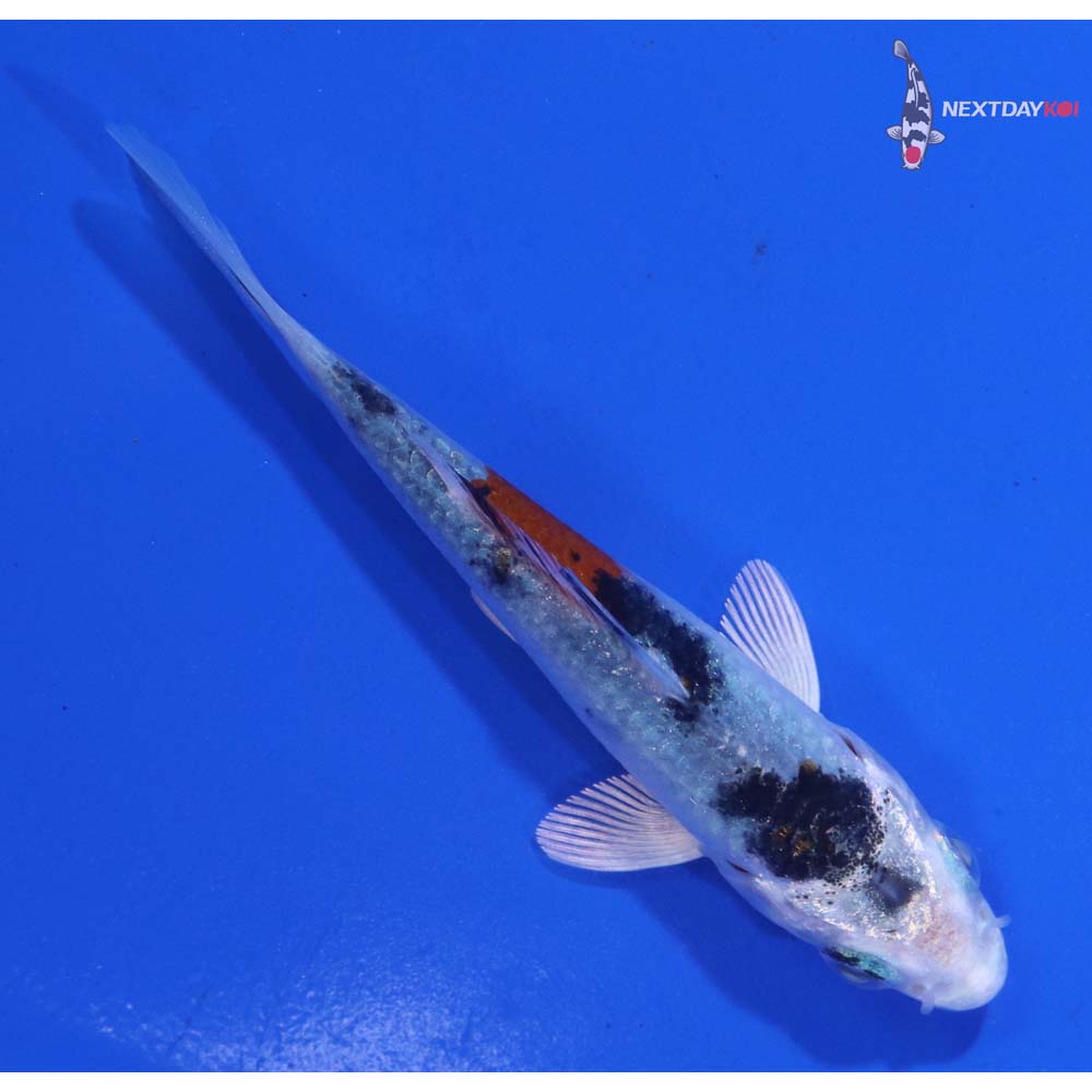 3” Imported Yamato Nishiki