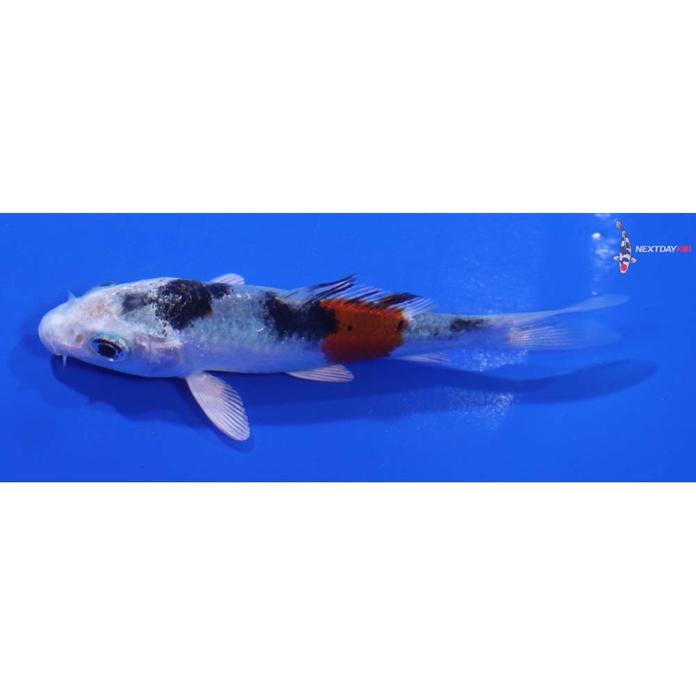 3” Imported Yamato Nishiki