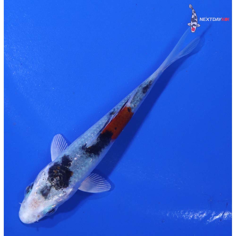 3” Imported Yamato Nishiki