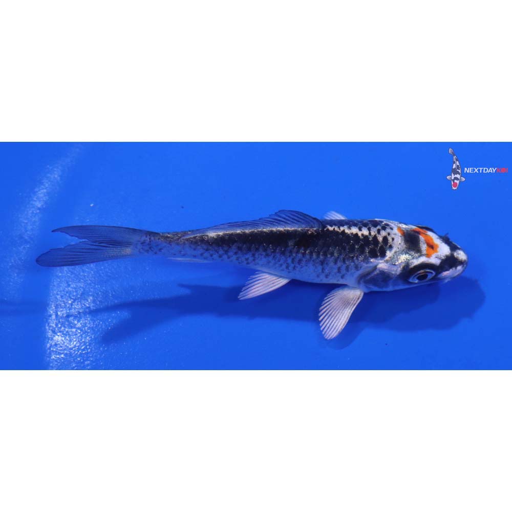 3” Imported Kujaku