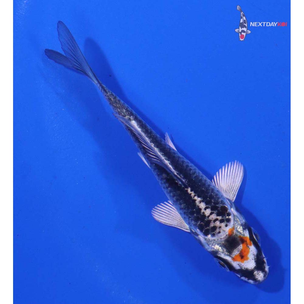 3” Imported Kujaku