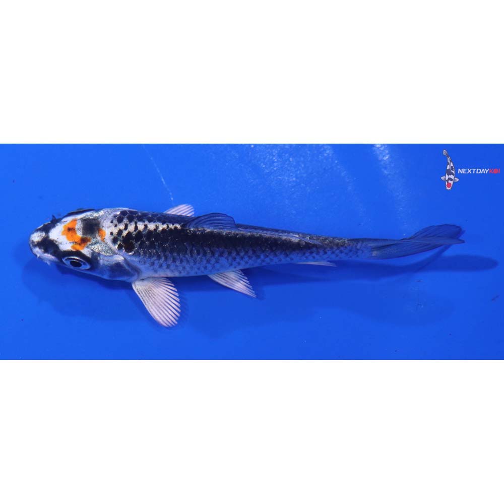 3” Imported Kujaku