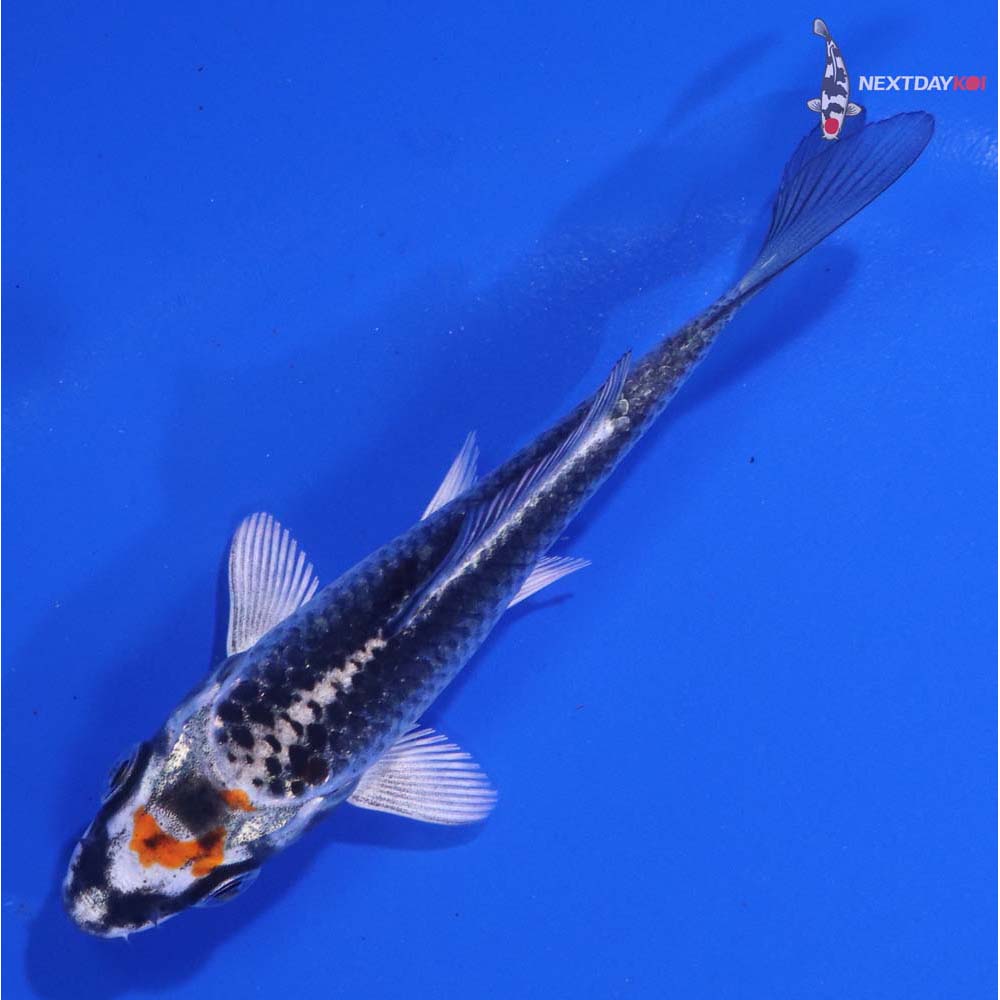 3” Imported Kujaku