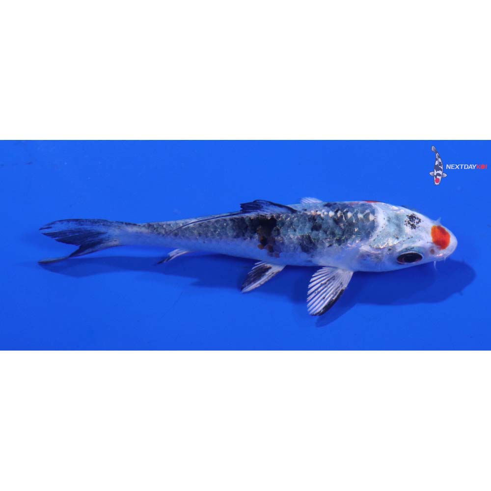 3” Imported Yamato Nishiki