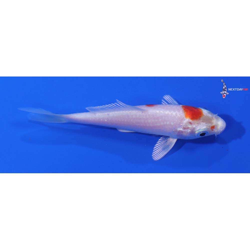 3.5” Imported Hariwake