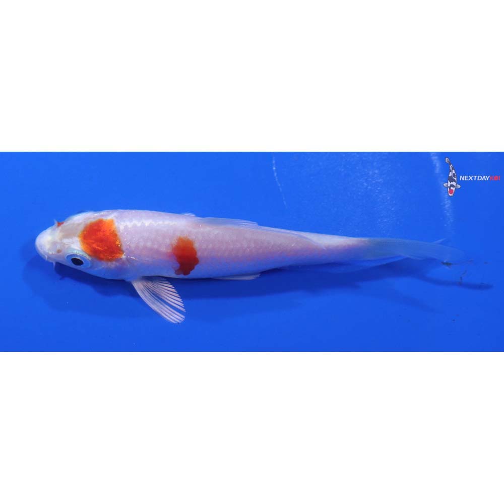 3.5” Imported Hariwake