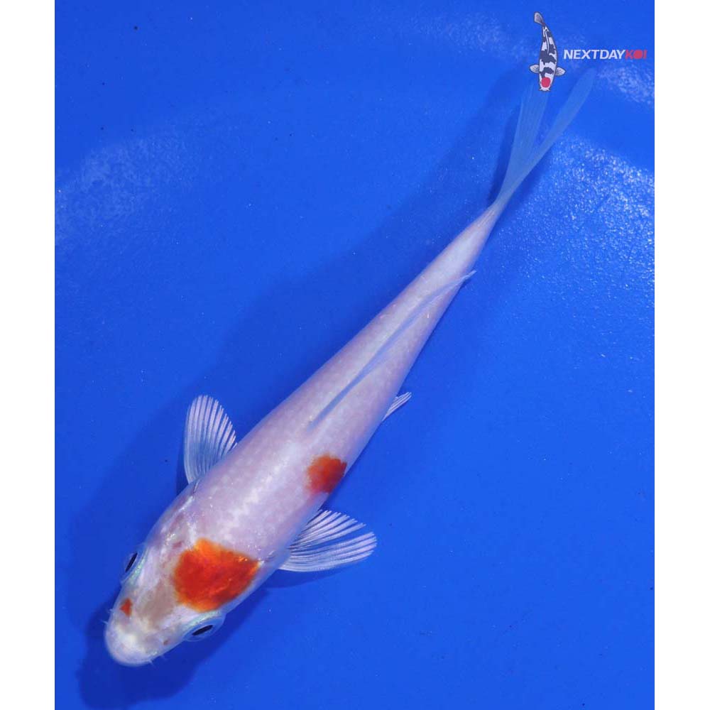 3.5” Imported Hariwake