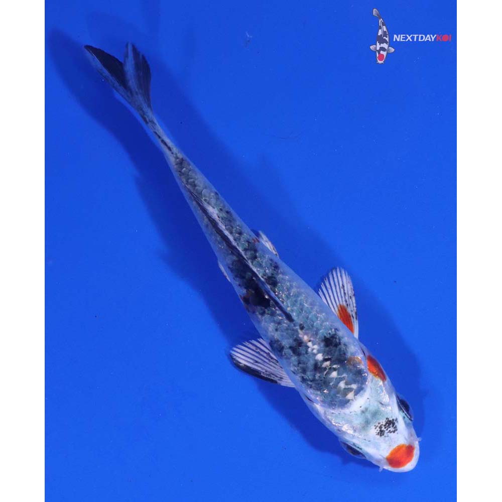 3” Imported Yamato Nishiki