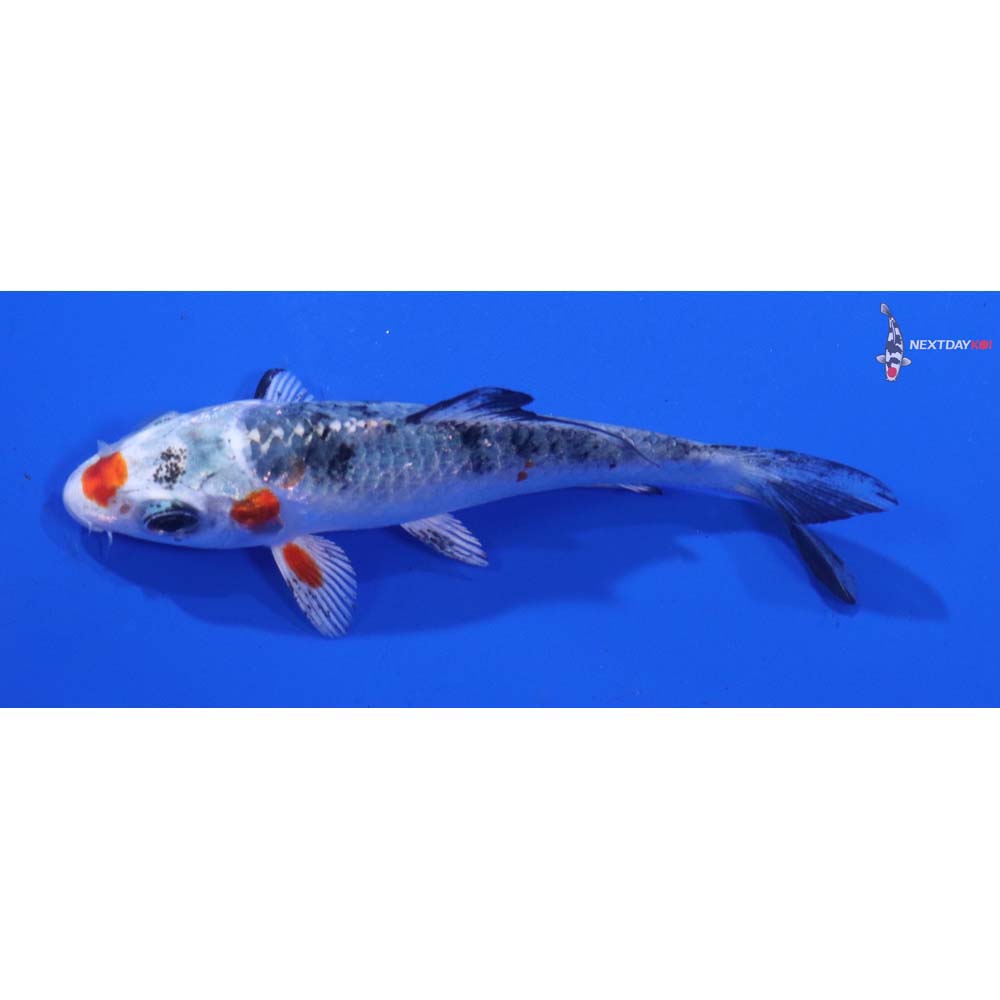 3” Imported Yamato Nishiki