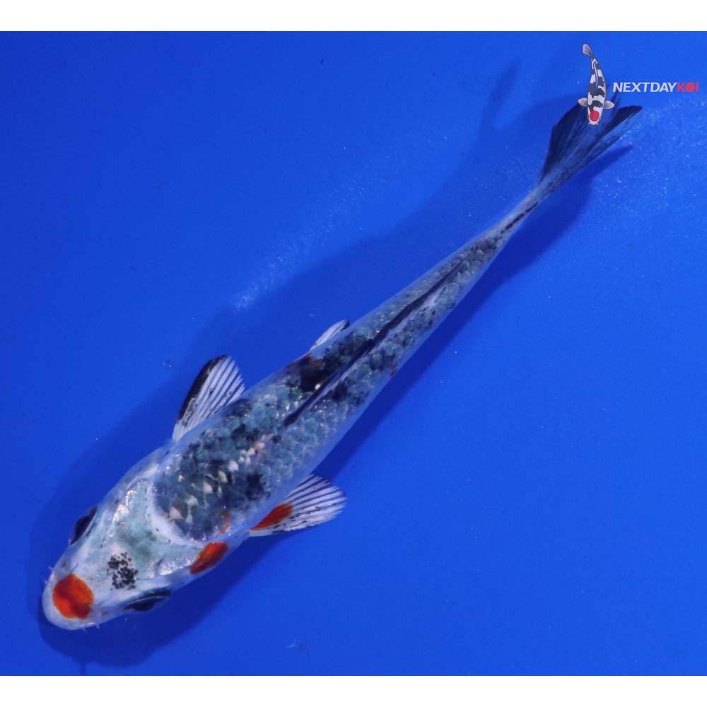 3” Imported Yamato Nishiki
