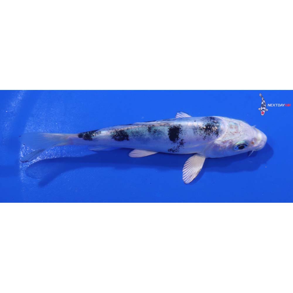 4” Imported Doitsu Gin Shiro Bekko