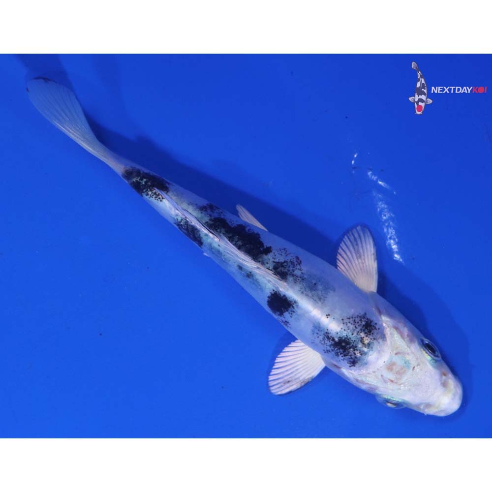 4” Imported Doitsu Gin Shiro Bekko