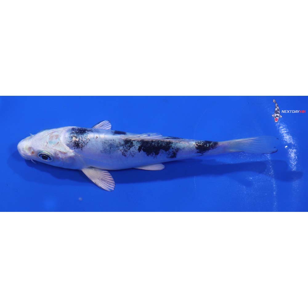 4” Imported Doitsu Gin Shiro Bekko