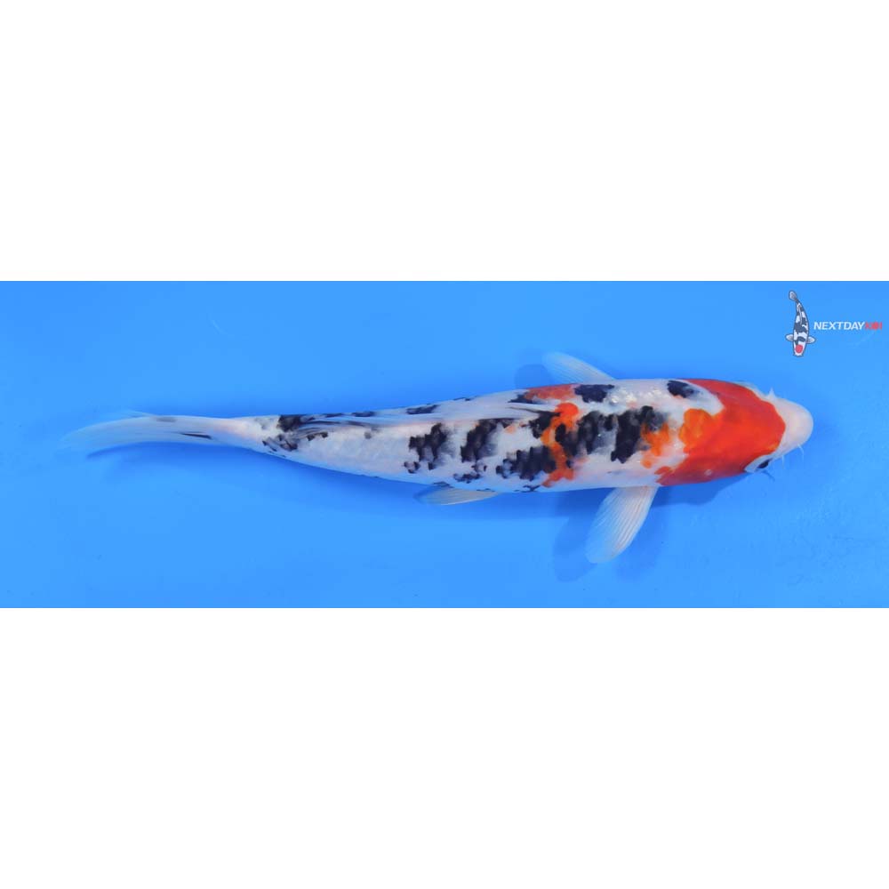 9” Imported Sanke