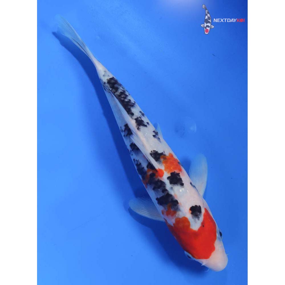 9” Imported Sanke