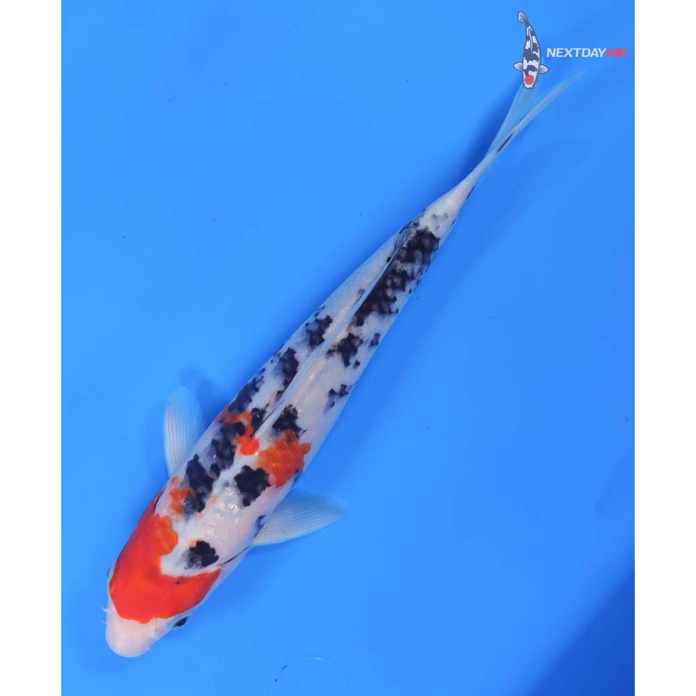 9” Imported Sanke