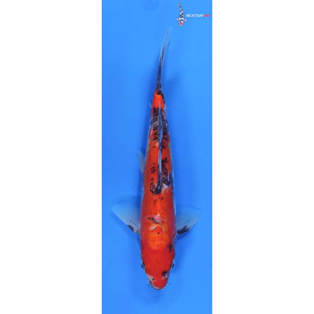 8.5” Imported Doitsu Goshiki