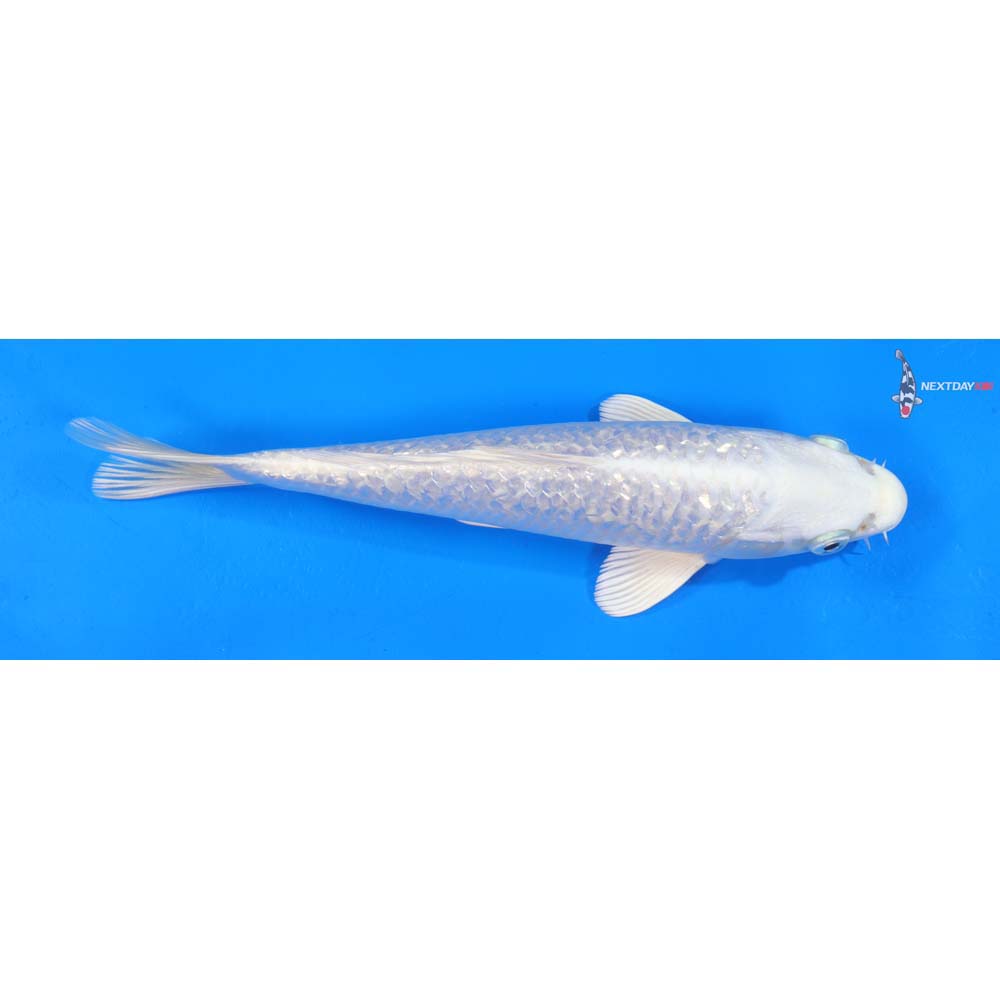 8.5” Imported Gin Rin Platinum Ogon