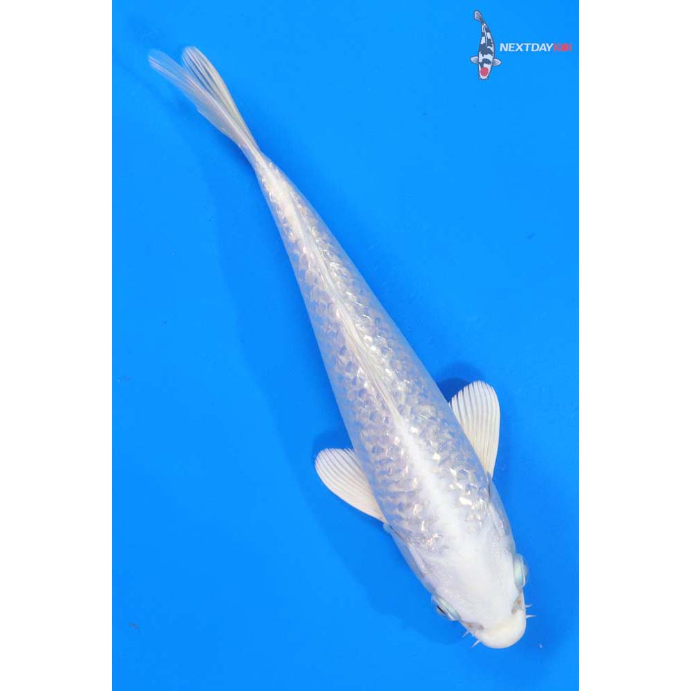 8.5” Imported Gin Rin Platinum Ogon